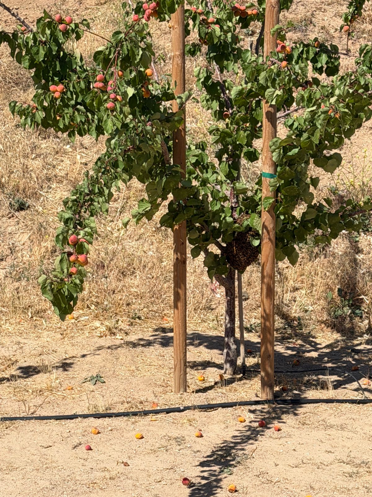 A Beekeeper's Guide to Swarm Collection in Idaho