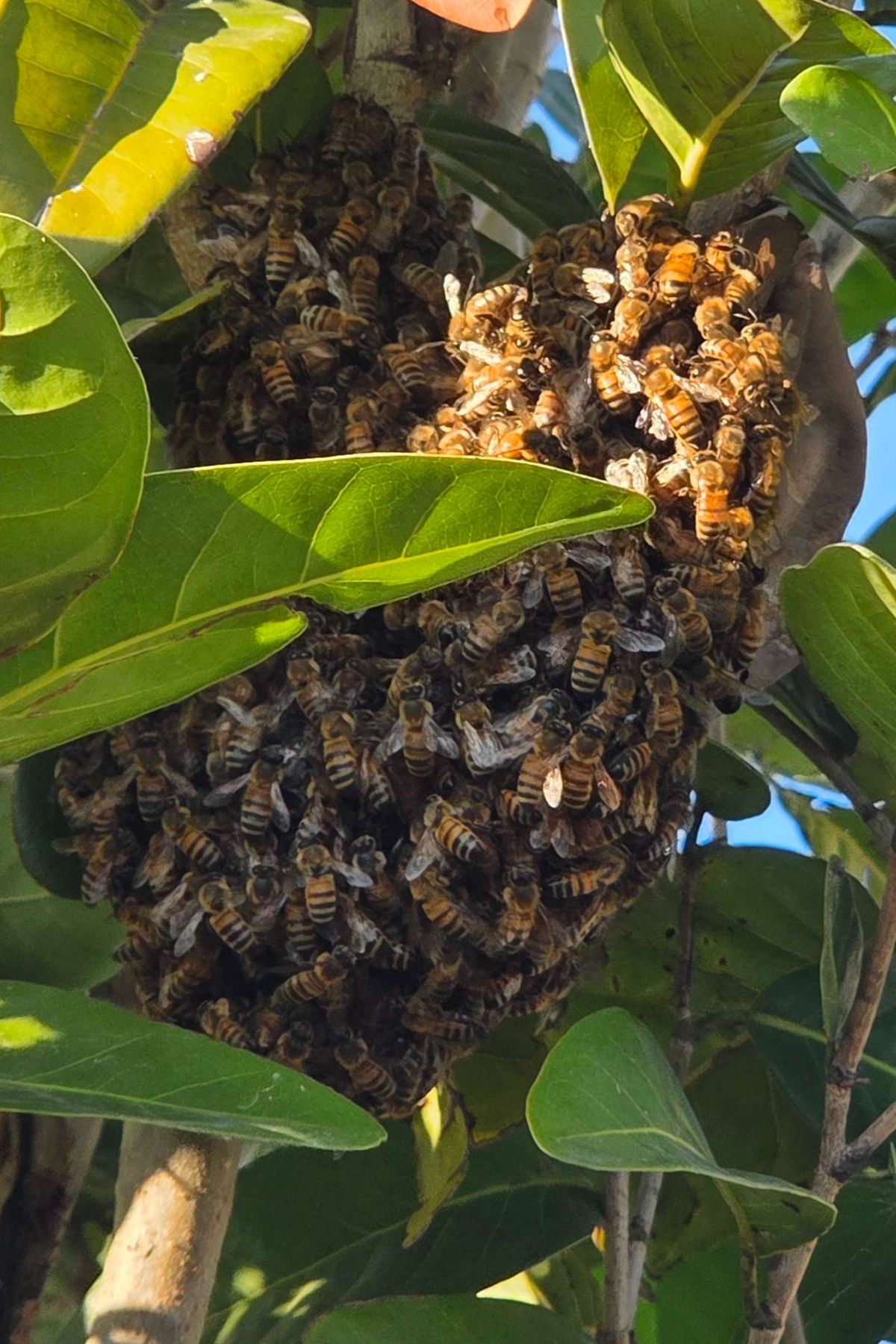 Winter Bees: Why You Might See Active Honey Bees This January